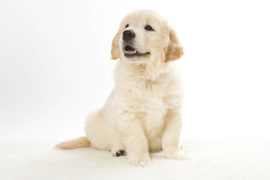 黃金獵犬小狗