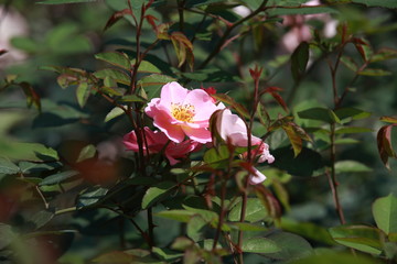 玫瑰花