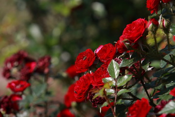 玫瑰花