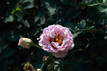 玫瑰花