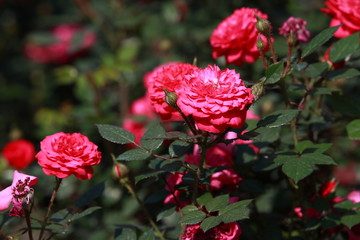 玫瑰花