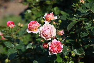 玫瑰花