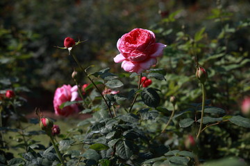 玫瑰花