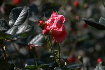 玫瑰花