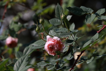 玫瑰花