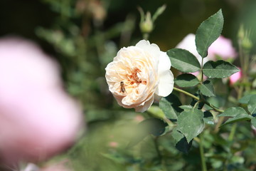 玫瑰花
