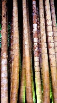 中國(guó)竹子博物館