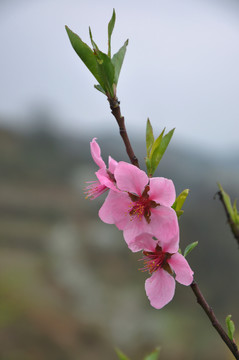 桃花開