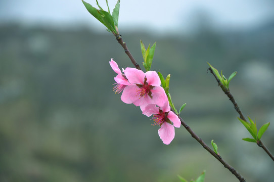 桃花開
