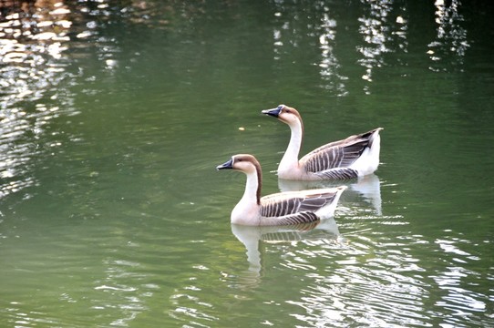 中國(guó)竹子博覽園