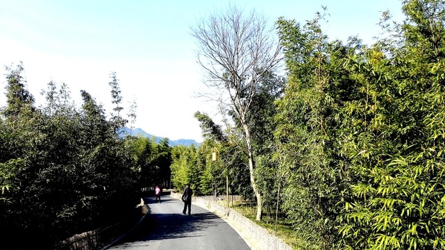 中國(guó)竹子博覽園