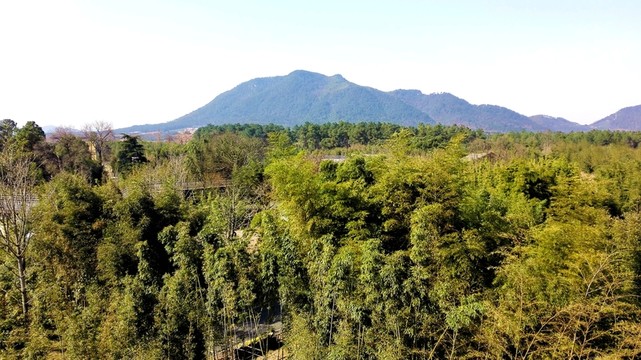中國(guó)竹子博覽園