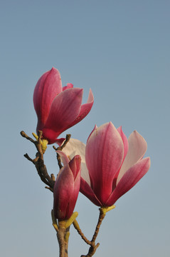 玉蘭花