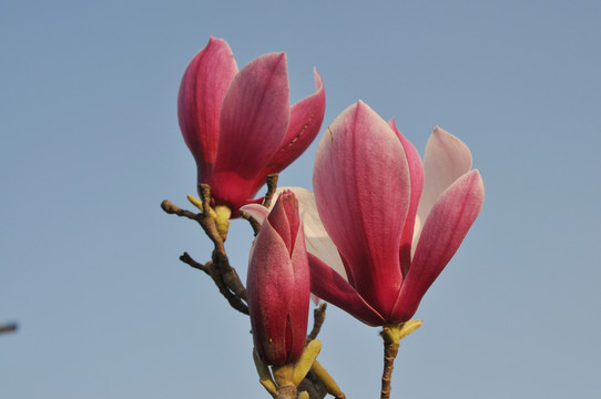 玉蘭花