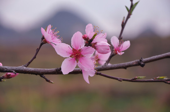 好運(yùn)桃花