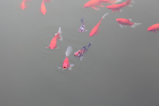 水池中公園里的觀賞魚