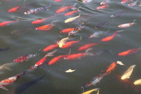 觀賞魚(yú)