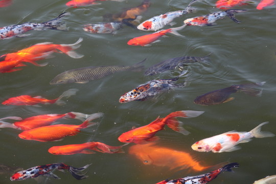 池塘中的觀賞魚