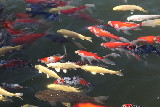 池塘中的觀賞魚