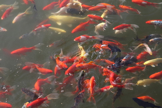 池塘中的觀賞魚