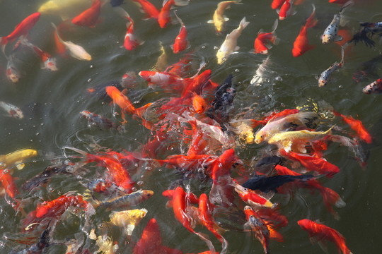 池塘中的觀賞魚