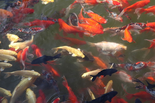 池塘中的觀賞魚