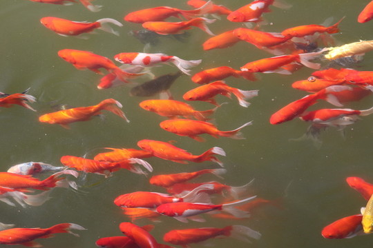 池塘中的觀賞魚