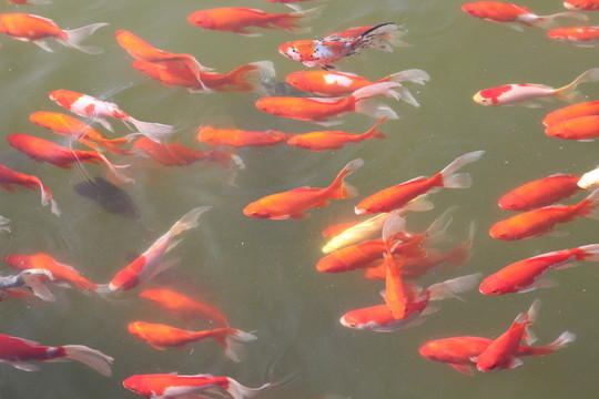 池塘中的觀賞魚(yú)
