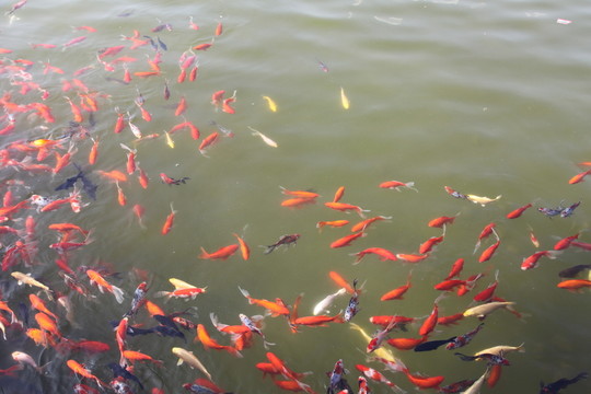 池塘中的觀賞魚(yú)