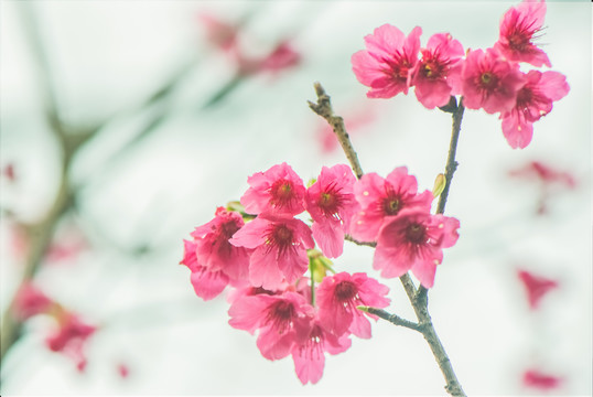 櫻花