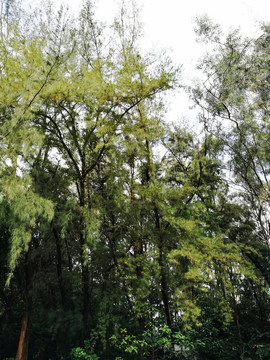 深圳羅湖東湖公園杉樹