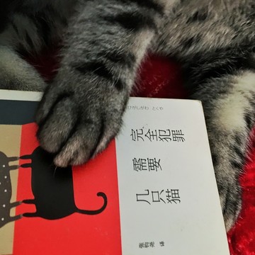 貓