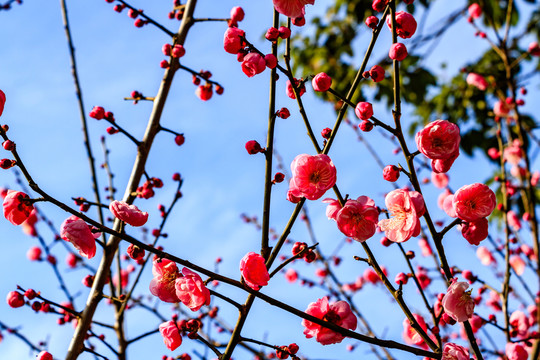 梅花