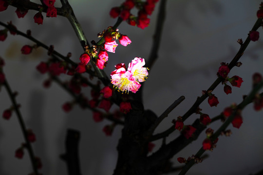 臘梅鬧春