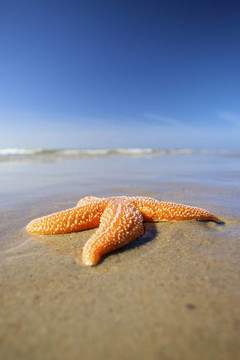 夏天在海灘上的海星