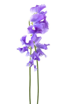 美麗的藍(lán)色的花