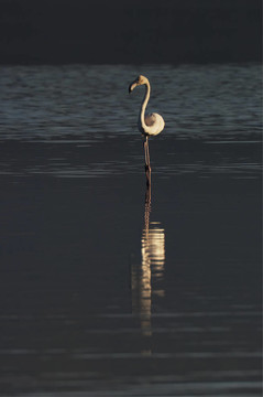 火烈鳥(niǎo)