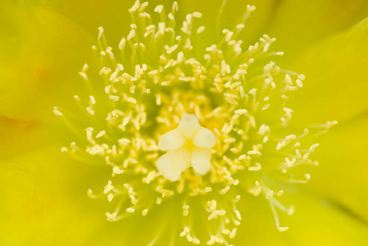 花的雌蕊和雄蕊；