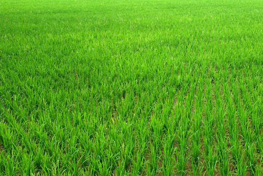 Green Rice的背景