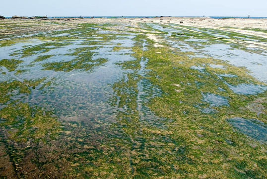 一個綠色的海藻巖土地