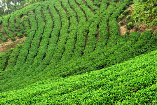 綠茶鮮葉