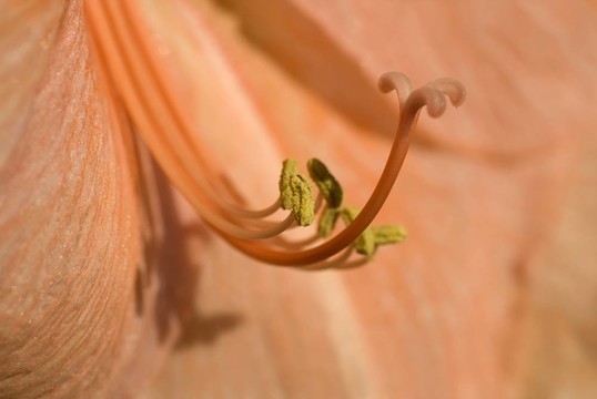 朱頂紅的內(nèi)臟