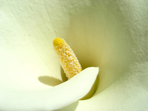 馬蹄蓮