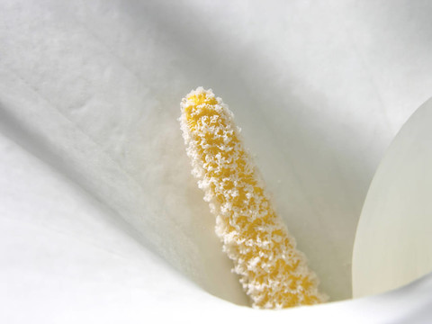 在一個Cala Lily