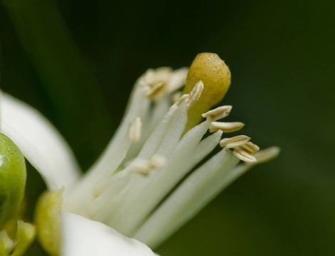 菩提樹花