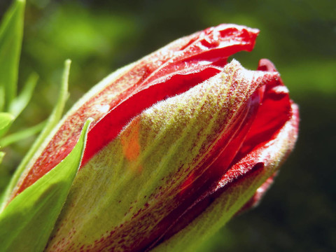 新芙蓉