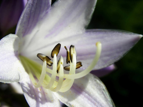 玉簪花開