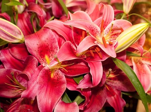 百合花