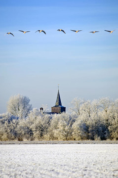 遷移Greylag Geese