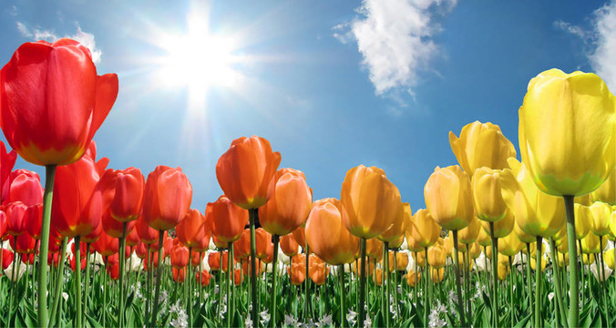 火焰tulips2